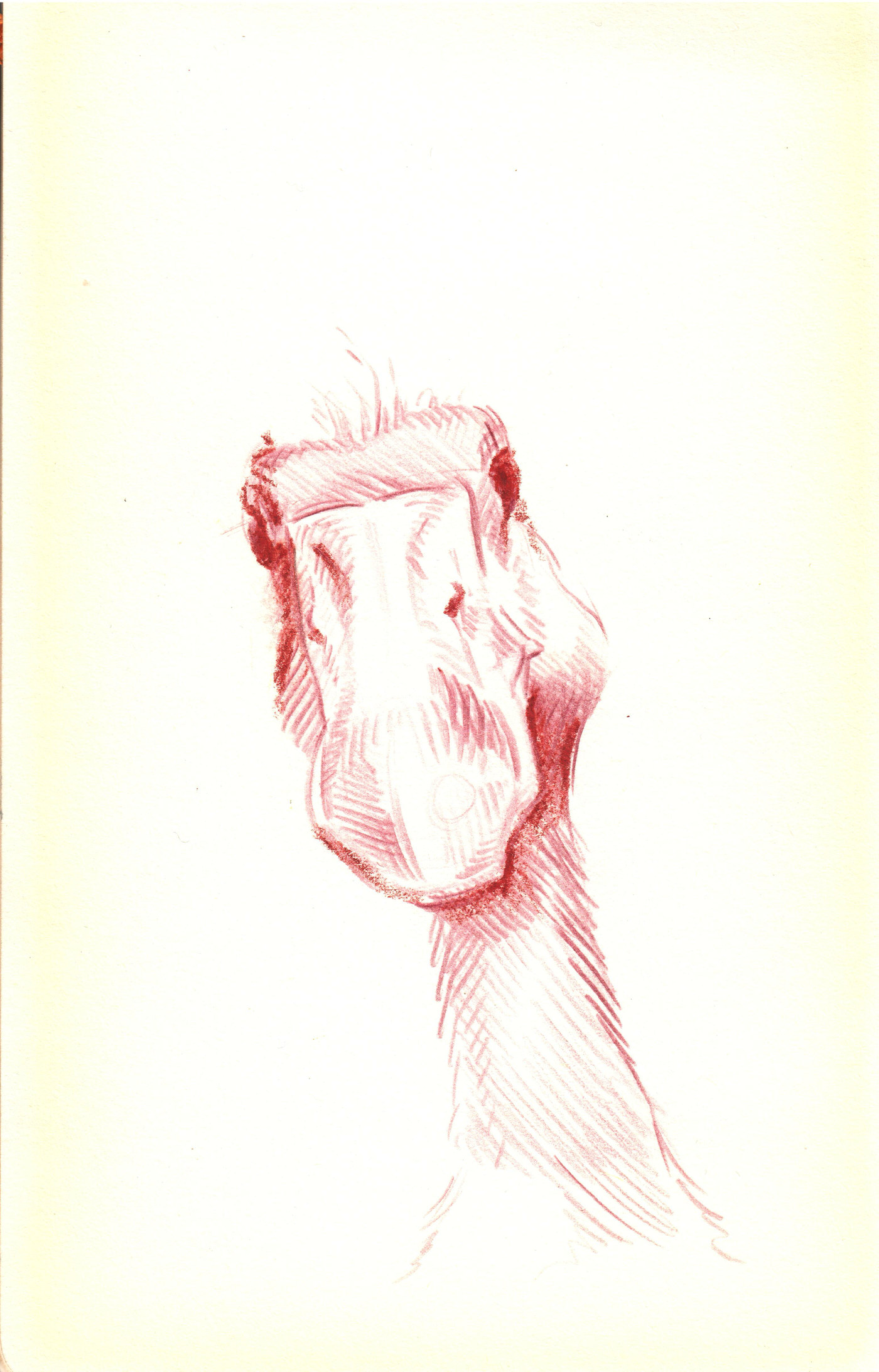Goose Sketch